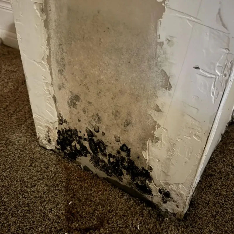 Professional Mold Removal in New Castle Northwest, PA